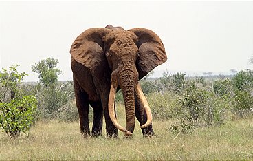 Afrika - Kontinent der Vielfalt