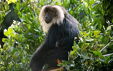 Asiens wilde Überlebenskünstler