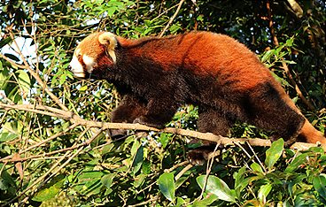 Asiens wilde Überlebenskünstler