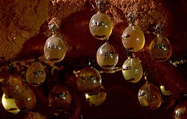 Baumeister der Wildnis