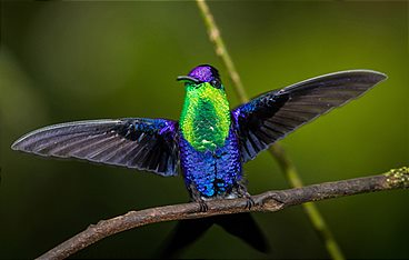 Der Kolibri-Effekt