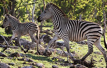 Die großen Wanderungen