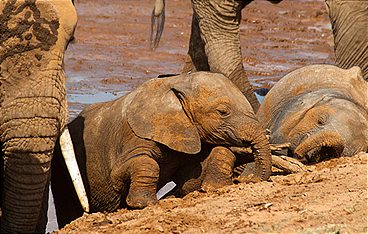 Die großen Wanderungen
