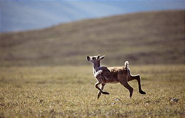 Die großen Wanderungen
