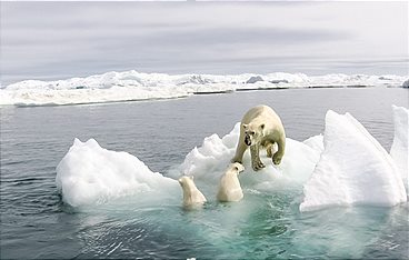 Die Reise der Eisbären