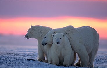 Die Reise der Eisbären