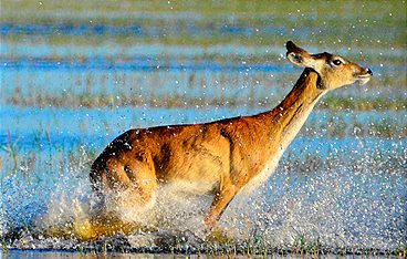 Die wilden Flüsse Afrikas