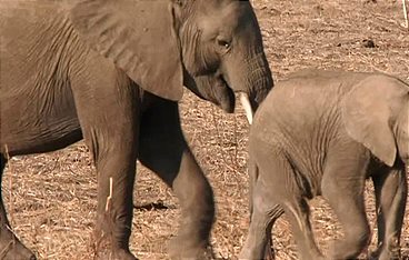 Die wilden Flüsse Afrikas