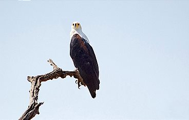 Die wilden Flüsse Afrikas