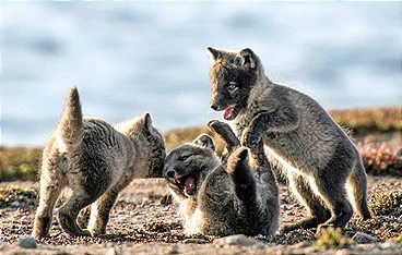 Ein Jahr in Kanadas Wildnis