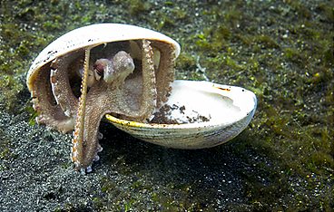 Im Einsatz für den Oktopus