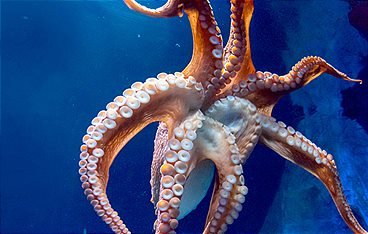 Im Einsatz für den Oktopus