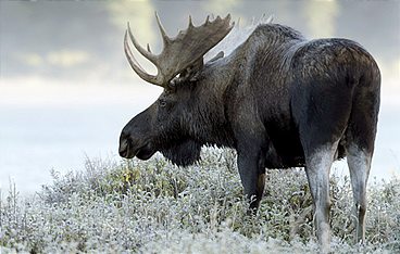 Kanada - Der weite Norden