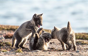 Kanada - Der weite Norden