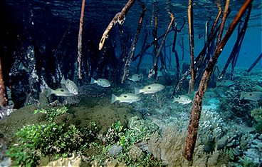 Naturparadiese am Äquator