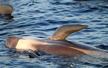 Pelagos