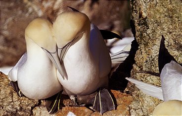 Schottlands wilde Jahreszeiten
