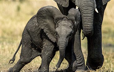 Tierisch gute Eltern