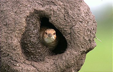 Tierische Superbauten