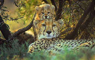 Tierkinder der Wildnis