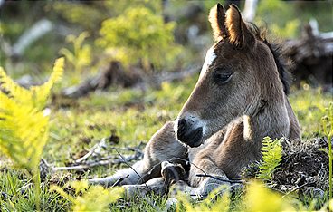 Wald der wilden Ponys