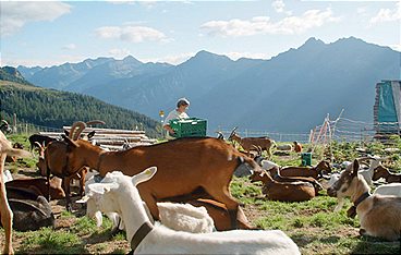 Wilde Schweiz