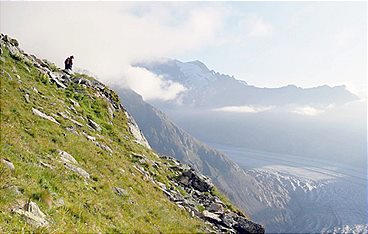 Wilde Schweiz