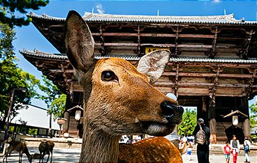 Wildes Japan - Land der tausend Inseln