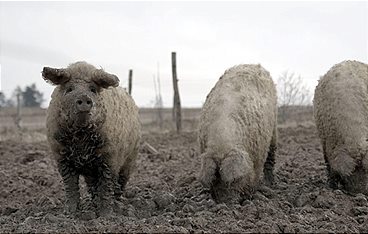 Mei Schnitzel is ned deppert - Hat Fleisch noch eine Zukunft?