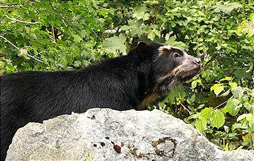 Big Five Südamerika