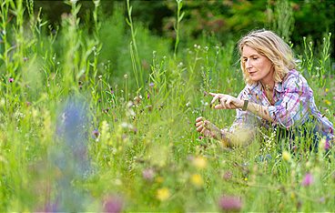 Das Ende der Insekten?