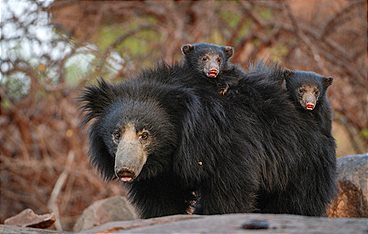 Das wahre Dschungelbuch