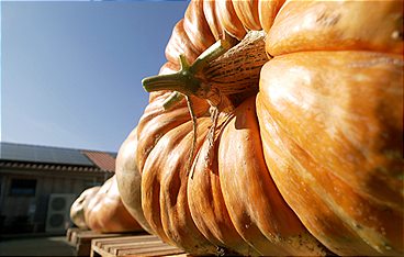 Die 30 schönsten Feste in Brandenburg