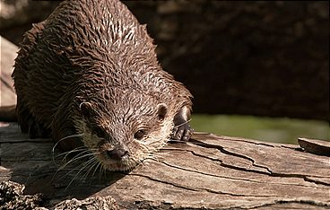 Die 30 schönsten Geschichten aus dem Berliner Tierpark