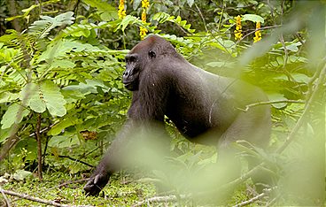 Gorillas hautnah