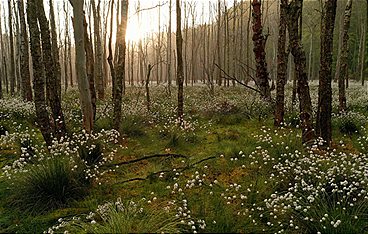 Tausend Moore, hundert Seen und ein Wald