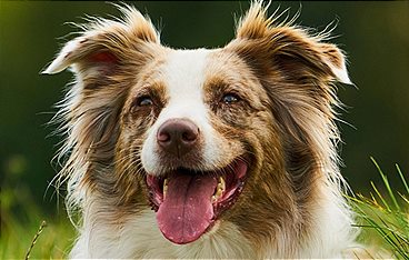 Tiere in den Flegeljahren