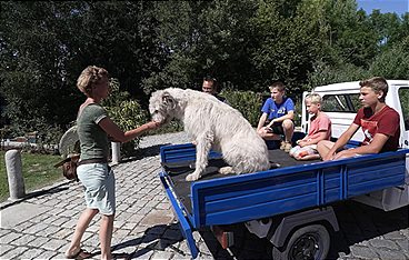 Die großen Hunde - Mit Martin Rütter