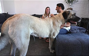 Die großen Hunde - Mit Martin Rütter