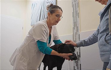 Die Tier-Docs! Pfotenhelden mit Herz