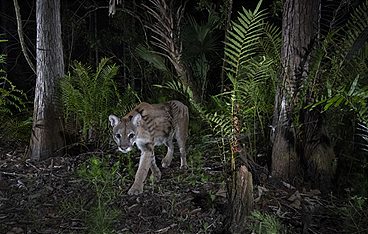 Terra Mater - Amerikas Dschungel