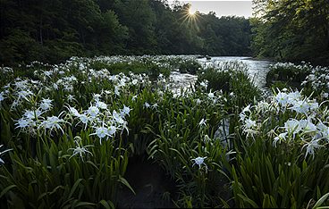 Terra Mater - Amerikas Dschungel