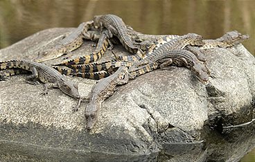 Terra Mater - Die Philippinen