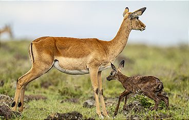 Terra Mater - Masai Mara