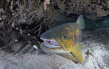 Der unsichtbare Fluss