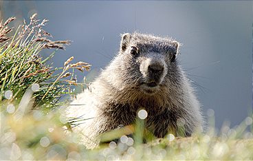 Wildes Bayern - Im Schatten des Watzmann