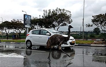 Abgefahren - Die spektakulärsten Dashcam Clips