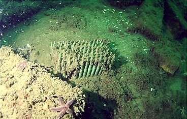 Geheimnisse der Ostsee - Hightech-Bergung am Meeresgrund