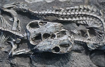 Im Schatten der Dinos - Die ersten Säugetiere