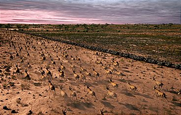 Rätselhafte Wüstendrachen